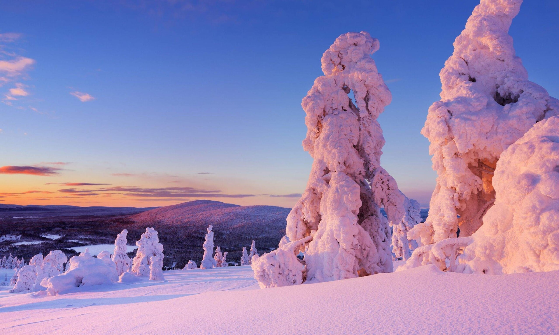 Snow-laden crown spruces on the Levi fell top glowing pink in low winter sunlight above the open Lapland fell landscape