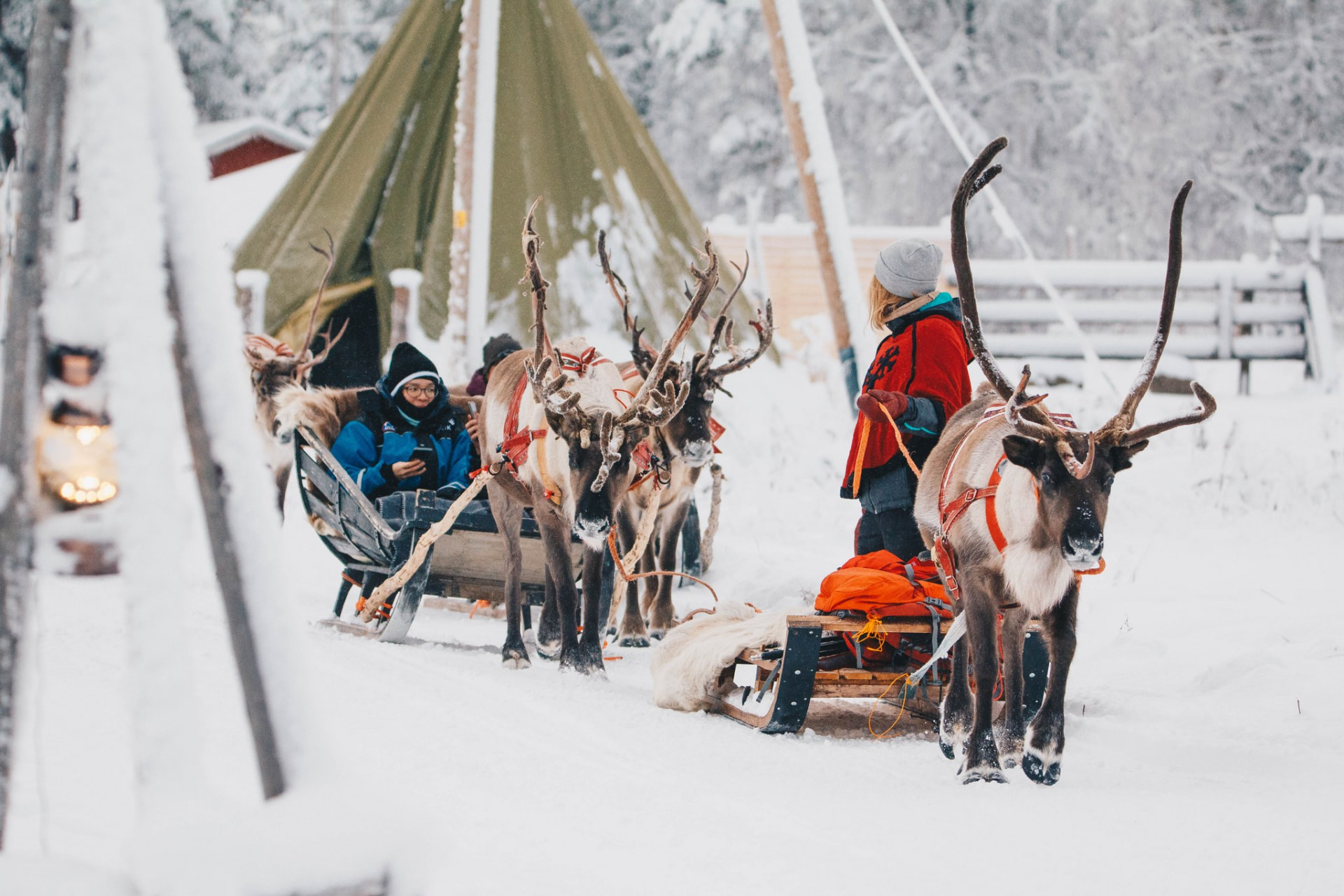 Reindeer harnessed to sleighs beside a lavvu at the Apukka reindeer farm
