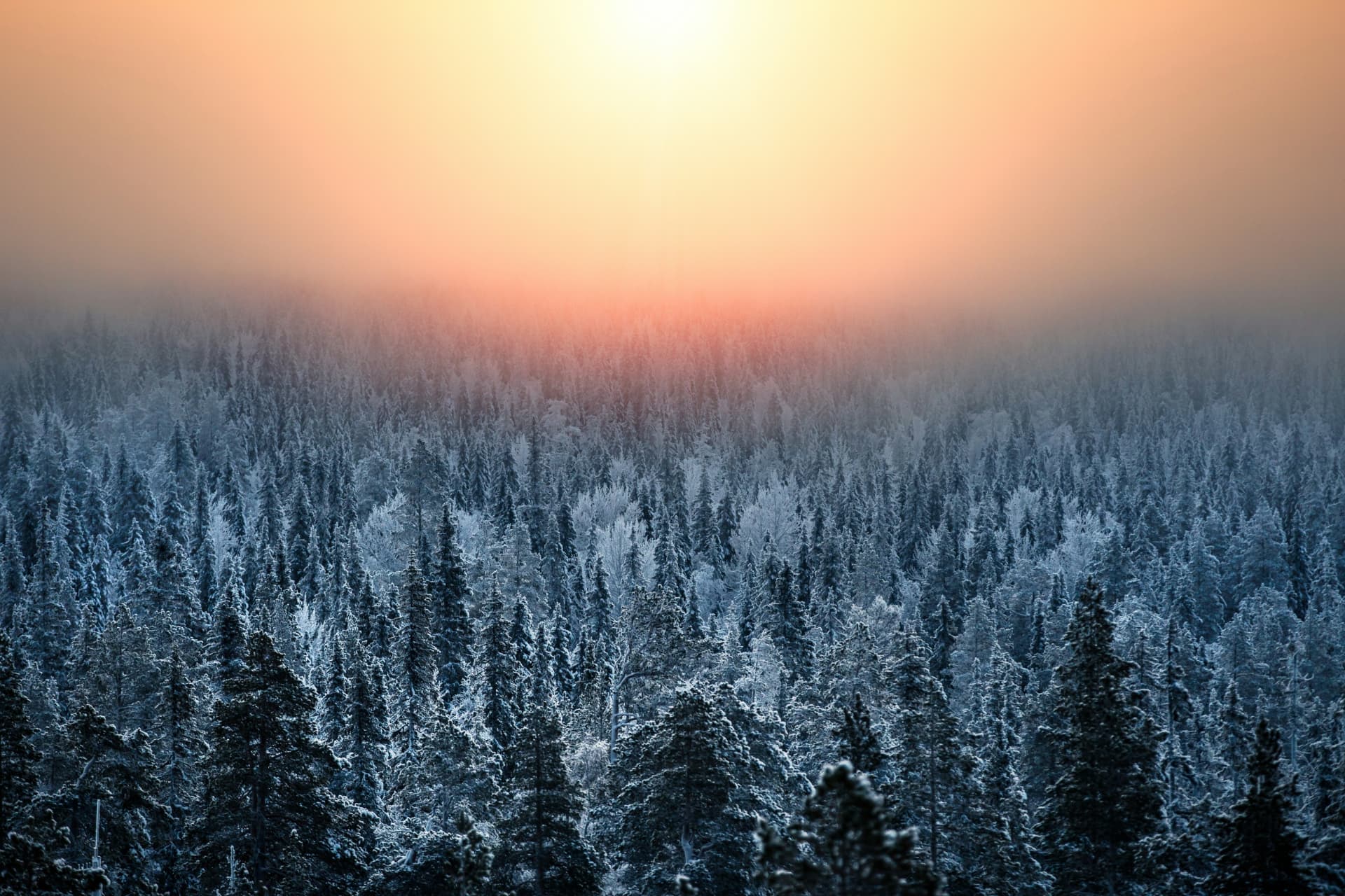 Frost-covered spruce forest stretching to the horizon as the low arctic sun burns orange